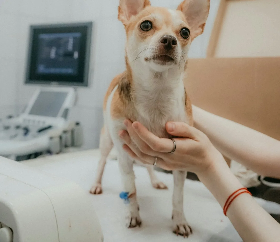 A vet examining a dog on the table in a clinic room