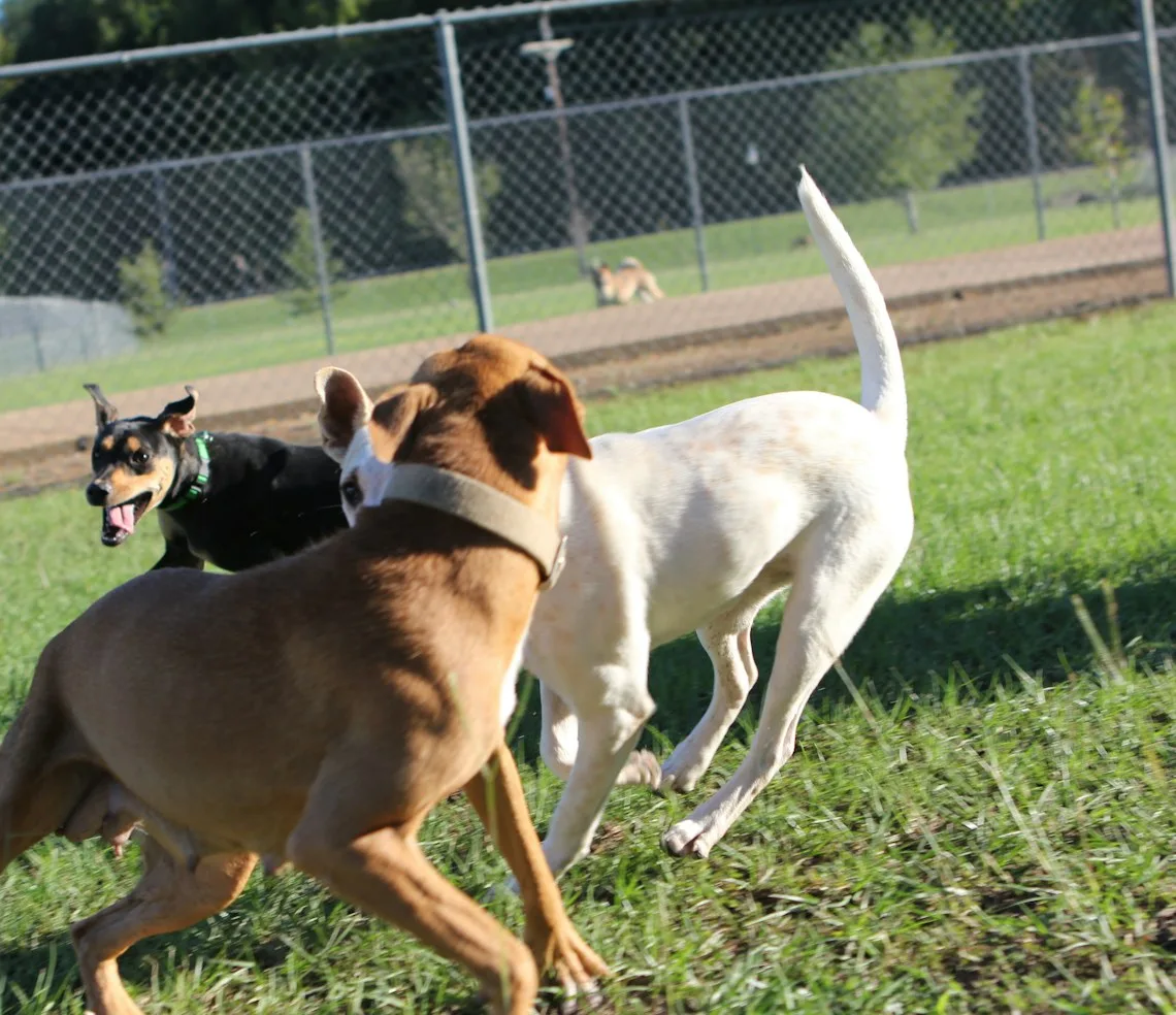 Dogs playing in a fenced grass run at a pet hotel