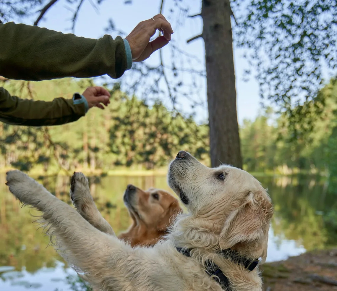 A trainer working with two dogs at an outdoor session