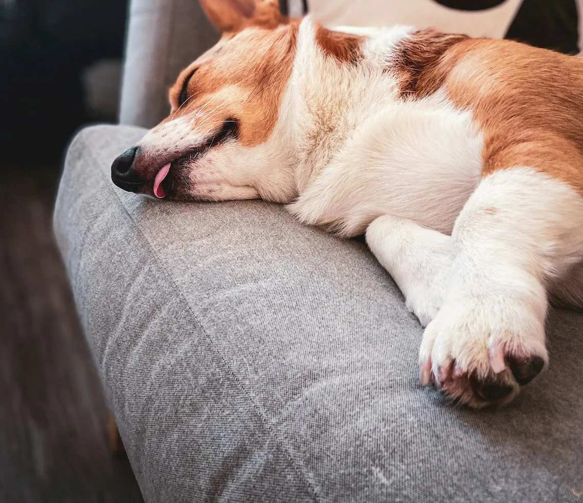 A dog resting on the sofa at home while boarding