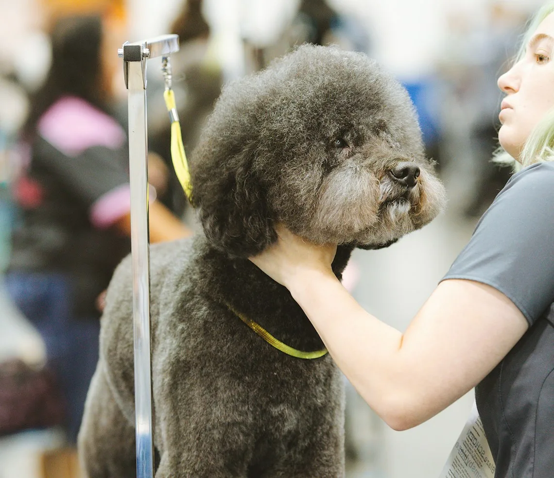 A groomer with a poodle on the grooming table after a trim
