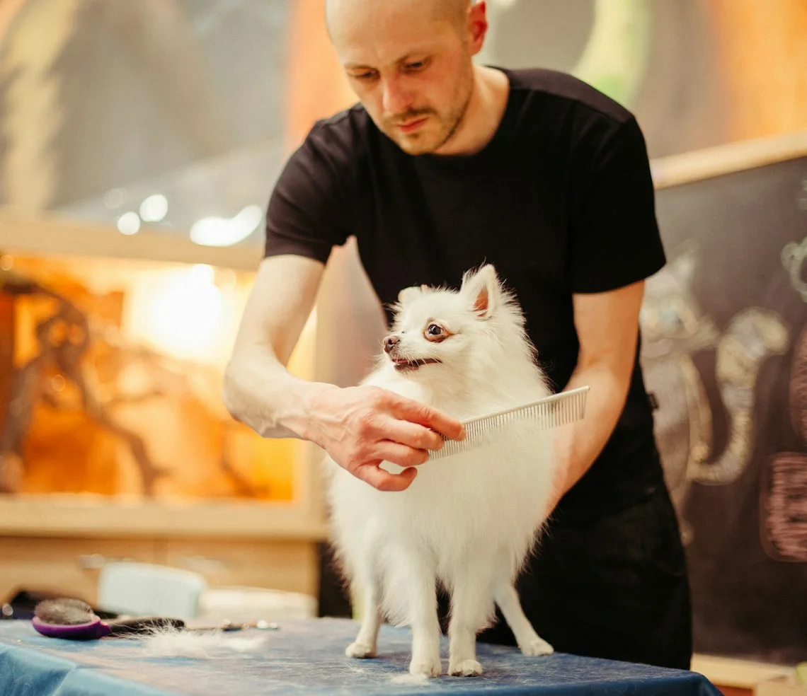 A pet salon groomer combing a spitz on the table