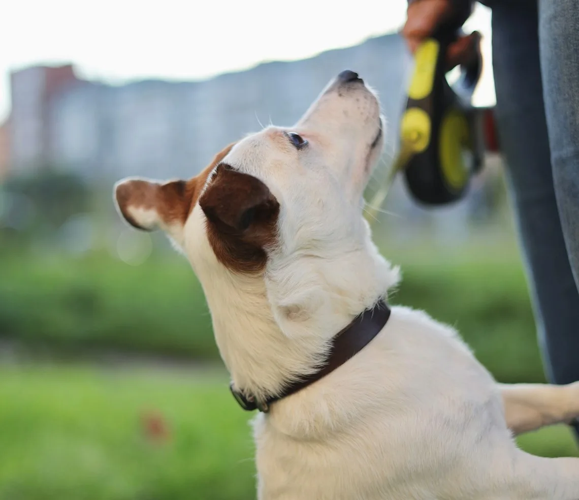 A dog watching the handler during a session outdoors