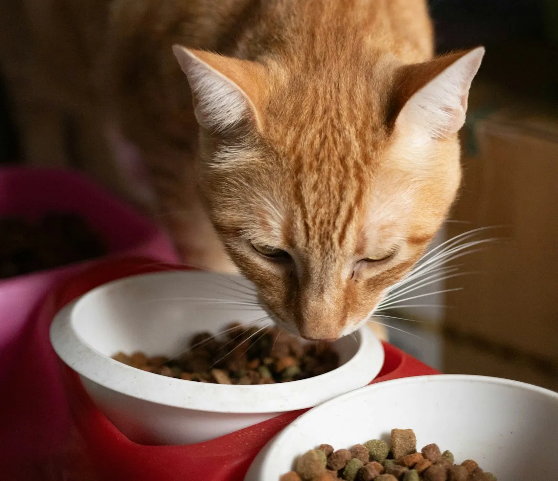 A cat eating from its bowl at home during a sitter’s visit